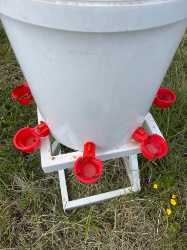 Abreuvoir à poule détourné pour les abeilles avec des rampes anti noyade